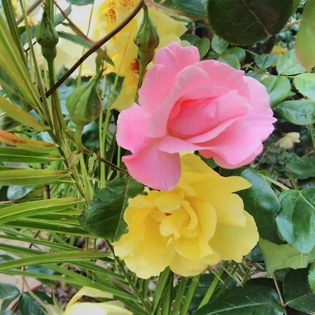 Хотел янтра